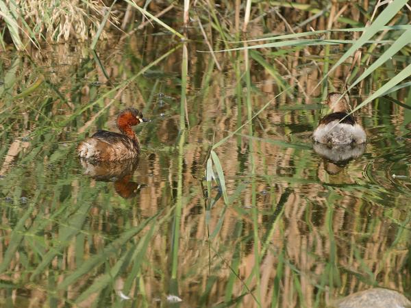 <h3><a href="/trips/oman/biota/animalia/chordata/aves/011 podicipediformes/001 podicipedidae/tachybaptus ruficollis/tachybaptus ruficollis-nl.html">Tachybaptus&nbsp;ruficollis</a> / Little&nbsp;grebe / Dodaars</h3>OM-1 Mark II met OLYMPUS M.150-400mm F4.5 TC, 1/2000 sec  bij F5.6, ISO 1600, afstand 32.7&nbsp;m